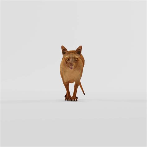 cryptoprocta ferox fossa endangered animal  model  nyilonelycompany