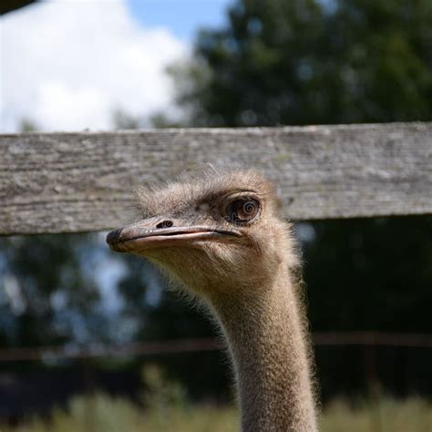 Human Ostriches Stock Photos - Free & Royalty-Free Stock Photos from