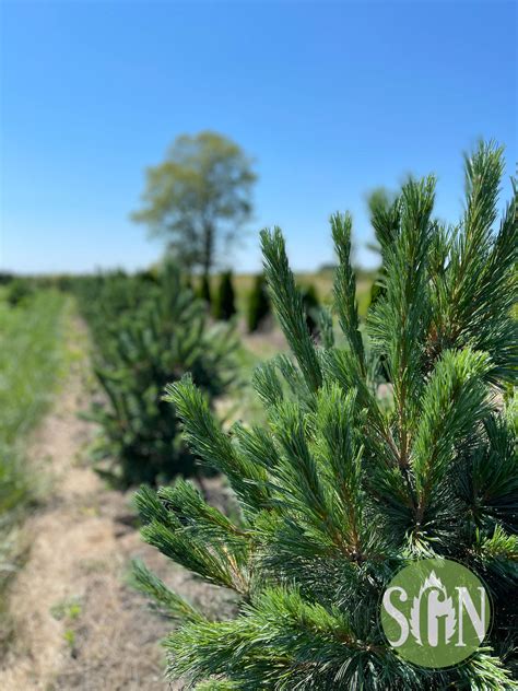 Pinus flexilus 'Vanderwolf's Pyramid' - Spring Grove Nursery