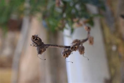 Snapdragon Care Location And Flowering Time Plantura