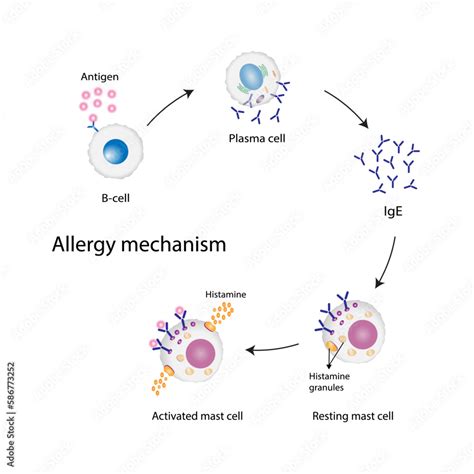 Allergy Mechanism Anaphylactic Reaction Allergic Reaction Autoimmune