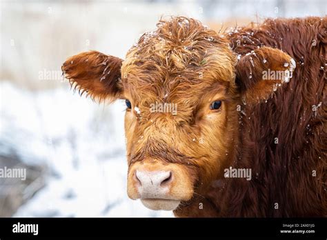 Cow Cows Cattle Livestock Hi Res Stock Photography And Images Alamy