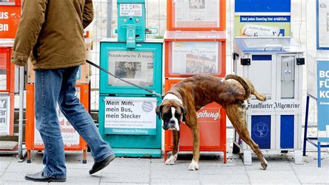 Versicherung F R Hunde Muss Das Sein Nw De