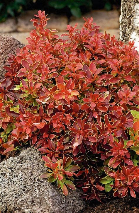 Berberis Thunbergii Admiration Barberry Garden Center Marketing