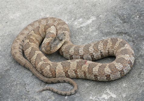 Lake Erie Watersnake Subspecies Nerodia Sipedon Insularum · Inaturalist