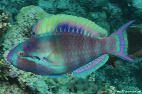 Scarus Longipinnis High Fin Parrotfish Reef Life Survey