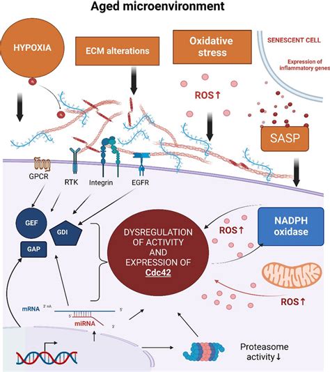 Upstream And Downstream Regulation Of Cdc42 In Aged Cells The Aged