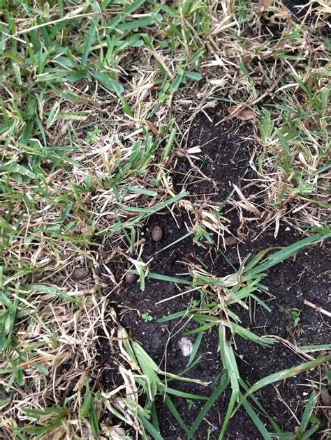 When to use grass seed vs. "weed and feed" - Gardening & Landscaping