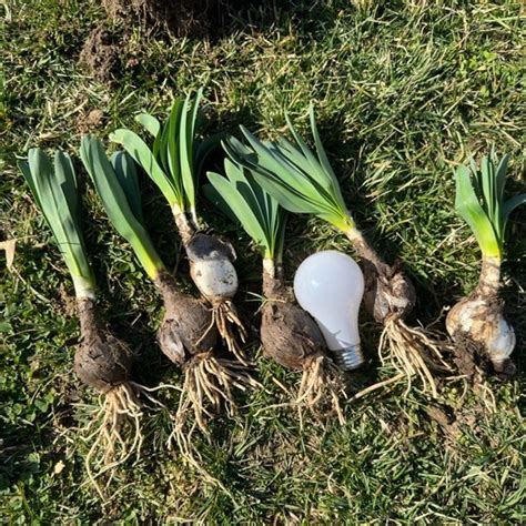 Other Pk Bareroot Pink Spider Lily Surprise Lily Naked Lady