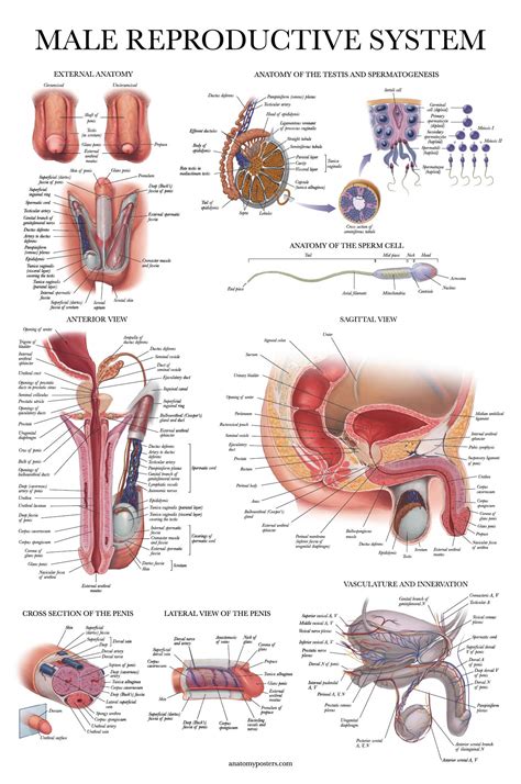 Buy Palace Learning Laminated Male Reproductive System Anatomical Chart Male Anatomy 18 X