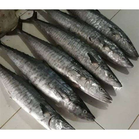 Promo Ikan Tenggiri Segar 500 Gram Fresh Market Bandung Halal Diskon 4