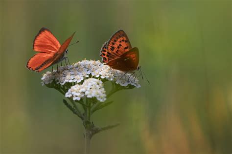 Butterfly Insect Macro Pink Flower Wallpaper Coolwallpapers Me