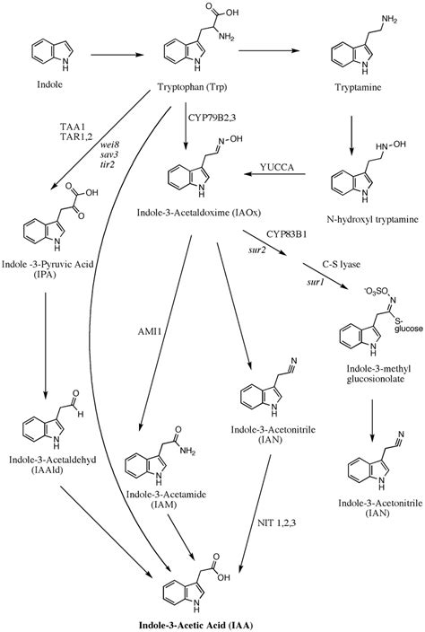 The Tryptophan Dependent Iaa And Indole Glucosinolate Biosynthesis