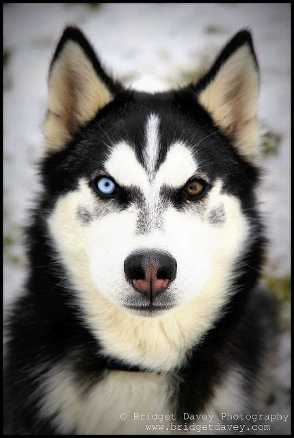 Alaskan Husky Eye Colors