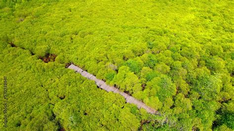 Dense mangrove forests with famous golden fields, there are wooden walkways for tourists to see ...