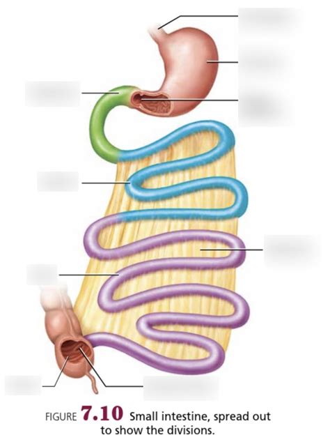 Small Intestine Diagram Quizlet