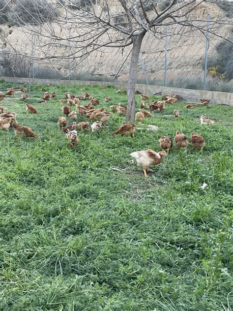 Pollo Campero Entero Granel Caja Ud Carnes Del Corralcarnes Del