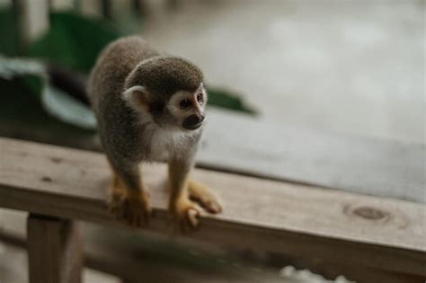 Premium Photo Monkey Looking Away While Standing On Railing