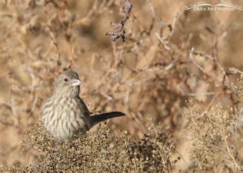 Foraging female House Finch – On The Wing Photography