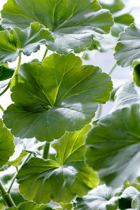 Why Your Geranium Leaves Are Turning Yellow And Solutions Gardening