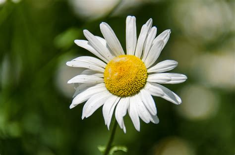 daisy flower white yellow  image