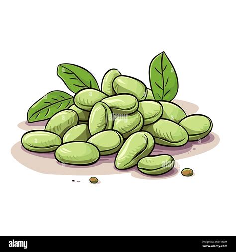 Lima Beans Lima Beans Hand Drawn Illustration Vector Doodle Style