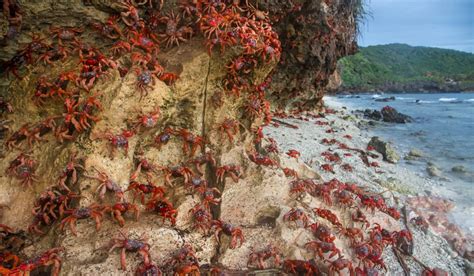 christmas island crab migration twinkl newsroom twinkl