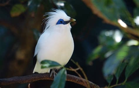 Burung Jalak Bali Homecare24