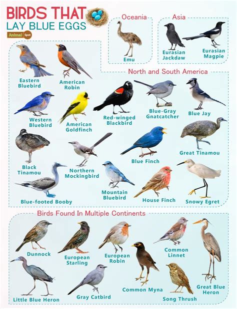 Which Bird Lays Blue Eggs