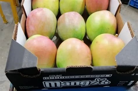 Dominican Republic Mango Production To Increase By 15 In 2024 Season