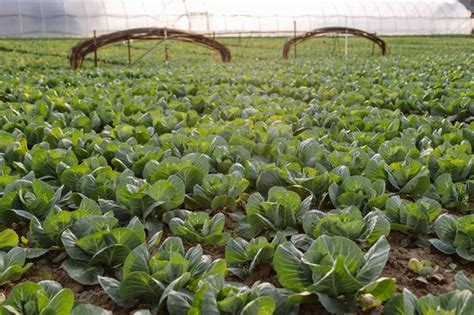 A linha de cabeças de repolho verde cresce no campo plantado no início