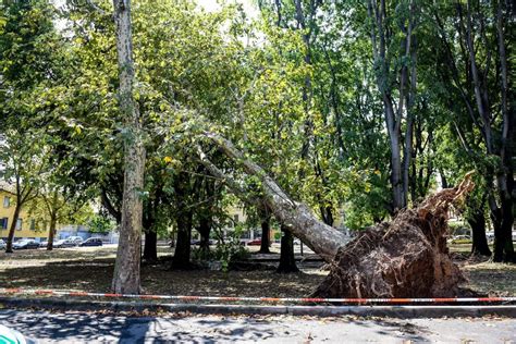 Temporale Violentissimo A Milano Sradicati Diversi Alberi