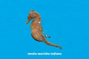 Plural De Cavalo Marinho - 12 Tipos de cavalo-marinho mais conhecidos | Blog do Pescador