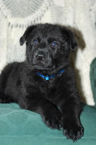 Akc Registered Black German Shepherd Puppies 7 Weeks Old In Pics For