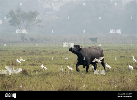 Water Buffalo Walking Egrets Hi Res Stock Photography And Images Alamy