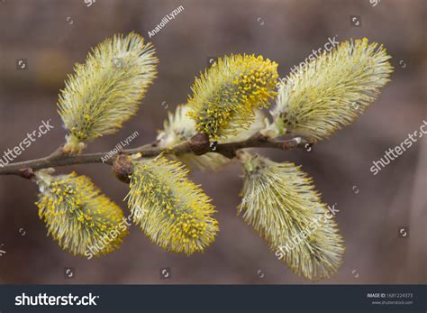 Pussy Willow Branches Catkins On Blurred Stock Photo Shutterstock