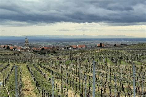 D J Des Craintes Pour La Vendange En Alsace