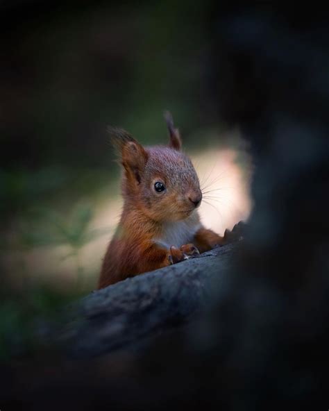 How A Wildlife Photographer Rescued Four Baby Red Squirrels Petapixel