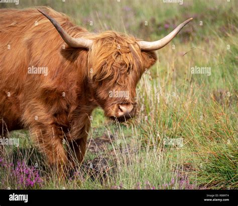 Haarige braune kuh Fotos und Bildmaterial in hoher Auflösung Alamy