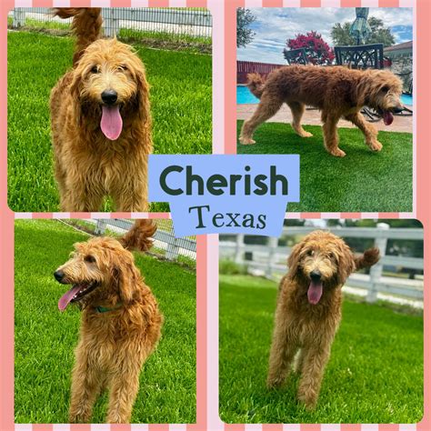 Dog for adoption - 4 GOLDENDOODLE PUPPIES-TEXAS, a Goldendoodle in DALLAS, TX | Petfinder