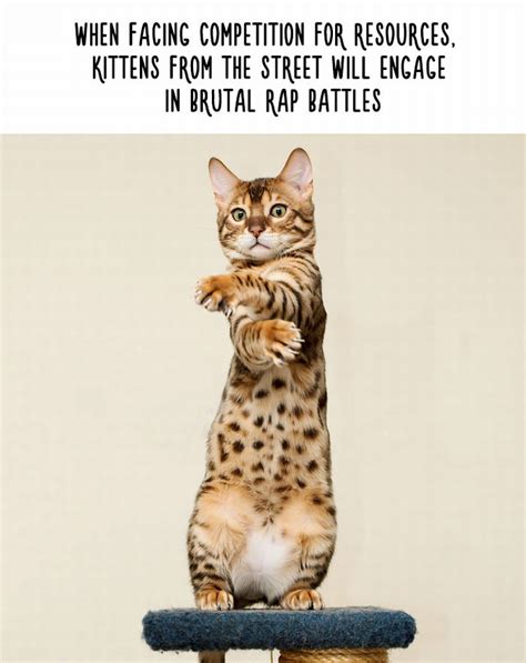 20 Utterly Hilarious Animal "Facts"