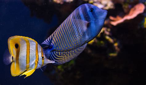 Aquazoo Foto & Bild | aquazoo in polen, natur, tiere Bilder auf ...