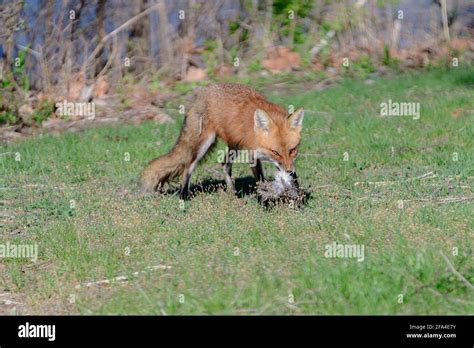 Red Fox eating Stock Photo - Alamy