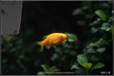 螢光斑馬魚0802fluorescent Zebrafish Ho Wen Chen Flickr