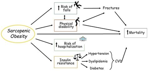 Adipose Cells And Myocytes In Sarcopenic Obesity Encyclopedia Mdpi