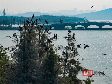 大美湿地候鸟翔集 荆楚网 湖北日报网