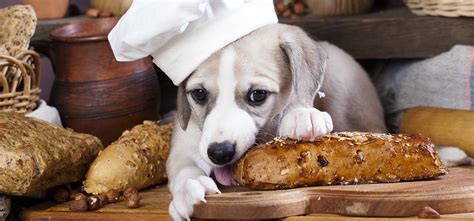 Can Dogs Taste Doughy Food Wag