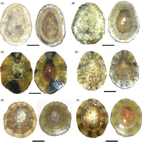 limpets   genus cellana patellogastropoda  pakistan