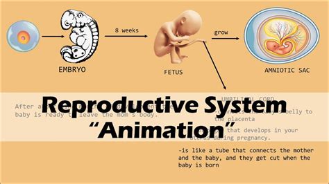 Reproductive System Biology Animation Youtube