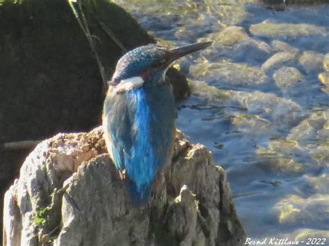 Eisvogel Auf Seinem Ansitz Eisvogel Alcedo Atthis C Be Flickr